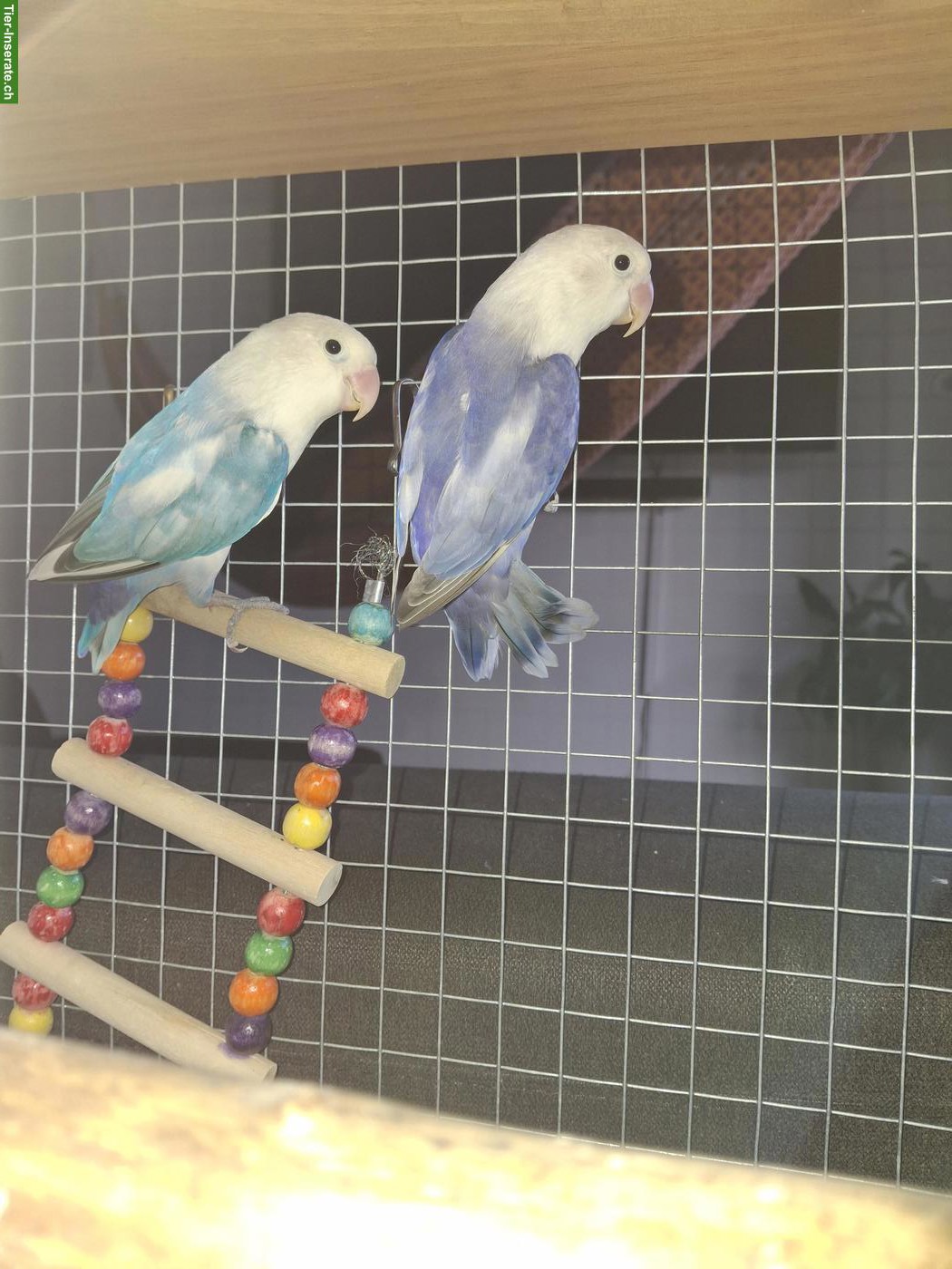 Bild 2: Oiseaux à vendre, Espèce inséparable