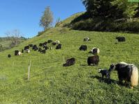 Yaks aus Biobetrieb zu verkaufen