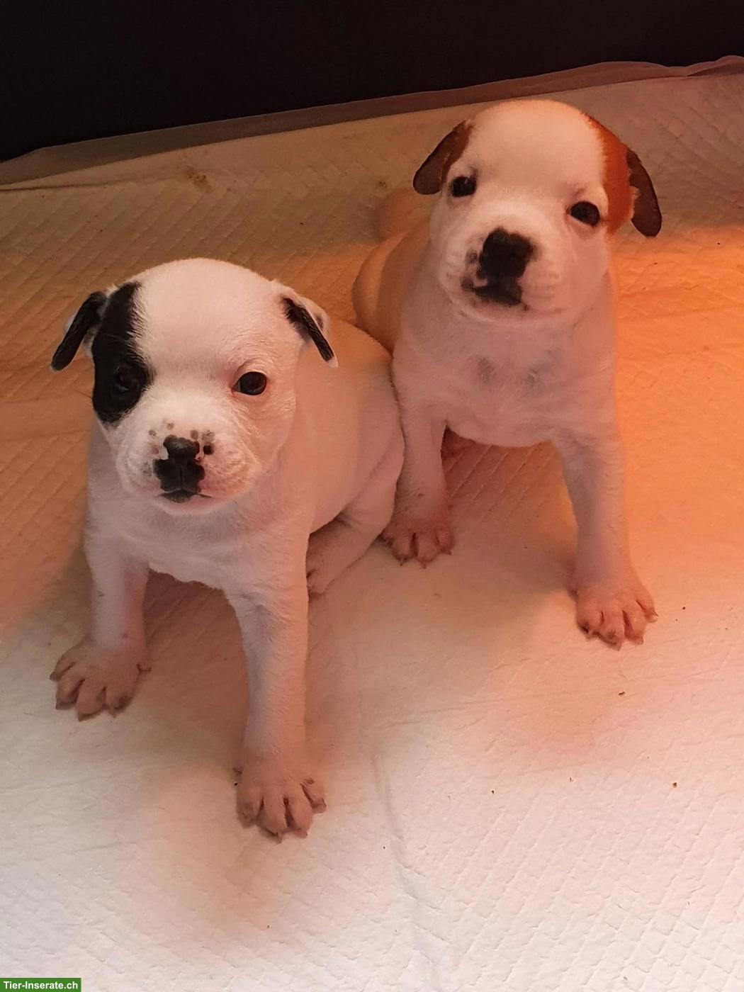 Staffordshire Bullterrier Welpen