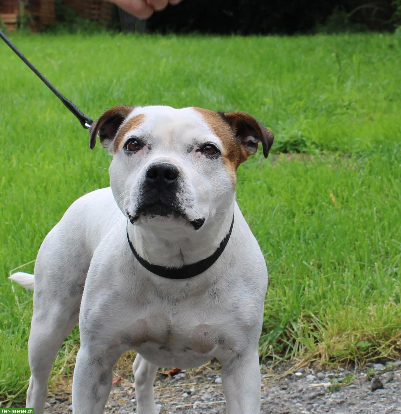 Bild 2: Staffordshire Bullterrier Welpen