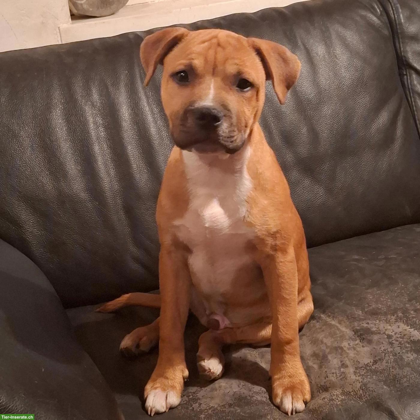 Bild 4: Staffordshire Bullterrier Welpen