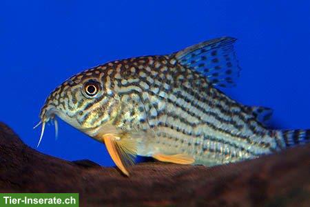 Junge Sterbas Panzerwels (Corydoras sterbai)