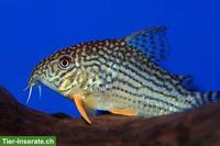 Junge Sterbas Panzerwels (Corydoras sterbai)
