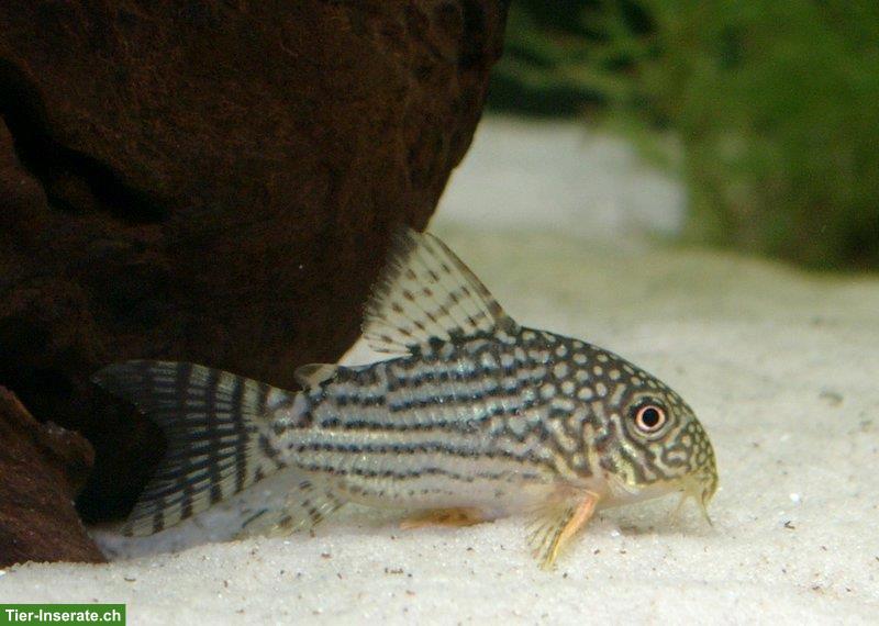 Bild 2: Junge Sterbas Panzerwels (Corydoras sterbai)