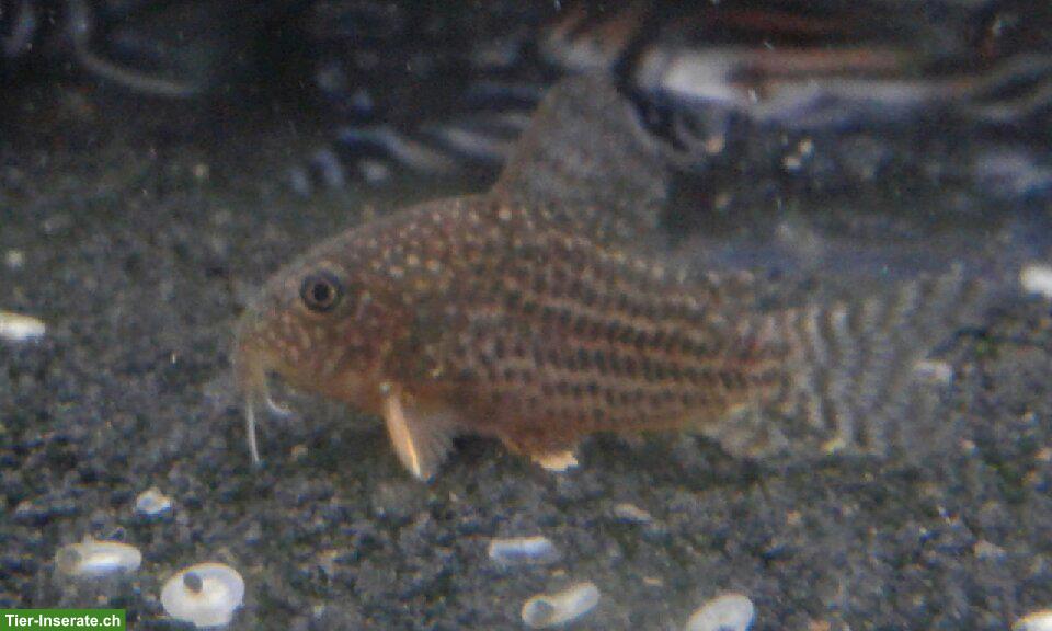 Bild 3: Junge Sterbas Panzerwels (Corydoras sterbai)