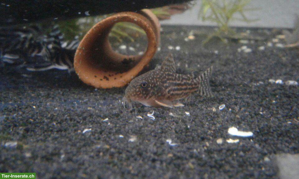 Bild 4: Junge Sterbas Panzerwels (Corydoras sterbai)