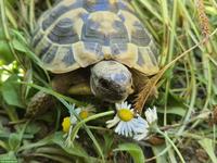Griechische Landschildkröten, Wildbrut 2023