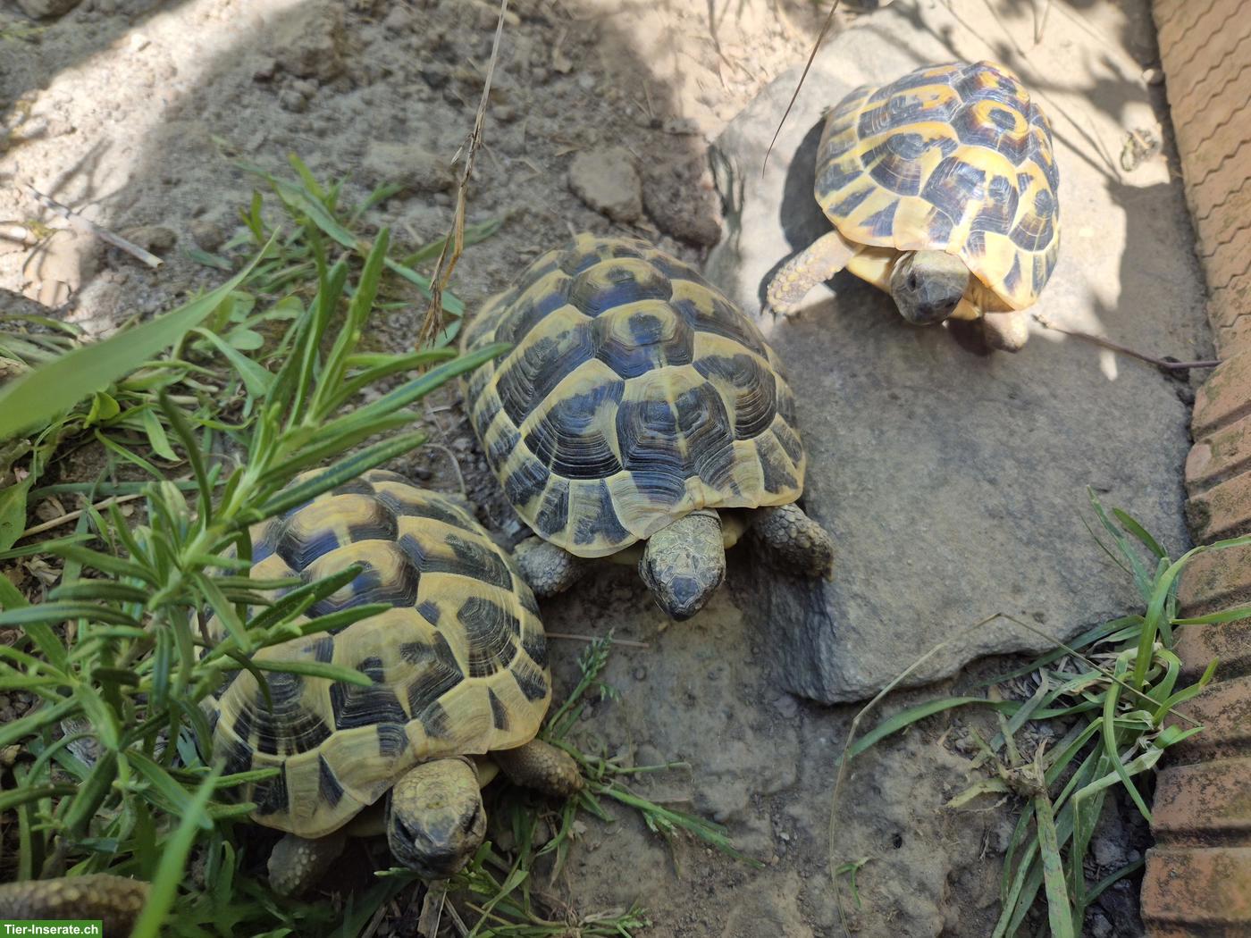 Bild 2: Griechische Landschildkröten, Wildbrut 2023