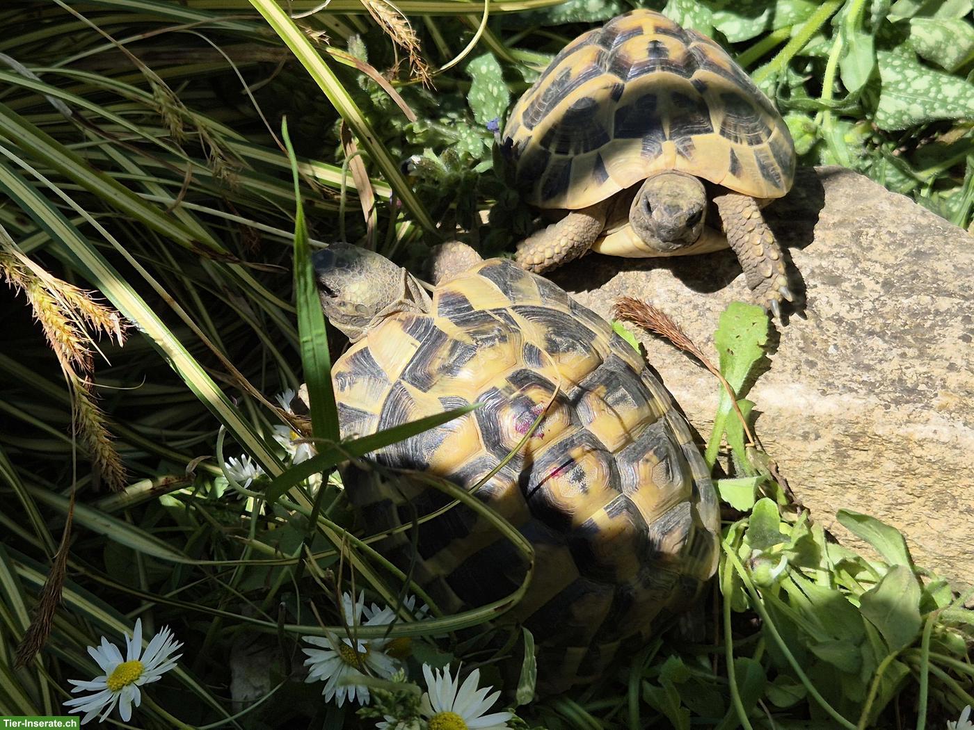Bild 3: Griechische Landschildkröten, Wildbrut 2023