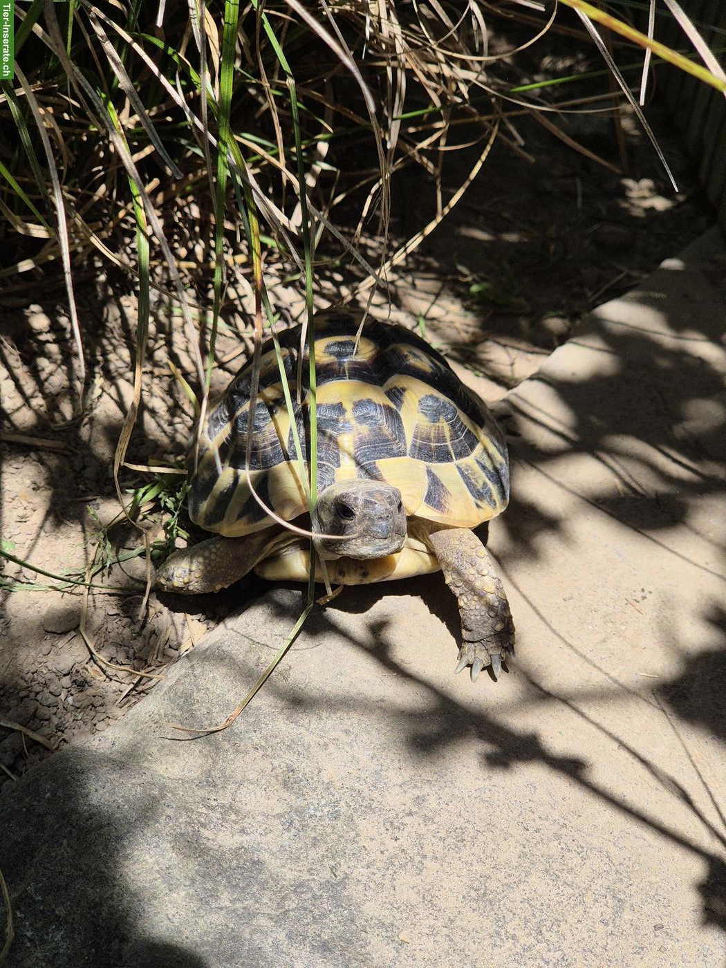 Bild 4: Griechische Landschildkröten, Wildbrut 2023