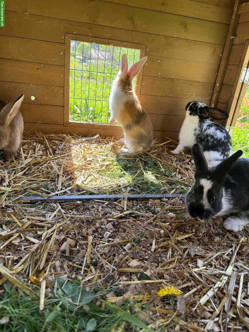 Bild 2: Junge Kaninchen zu verkaufen