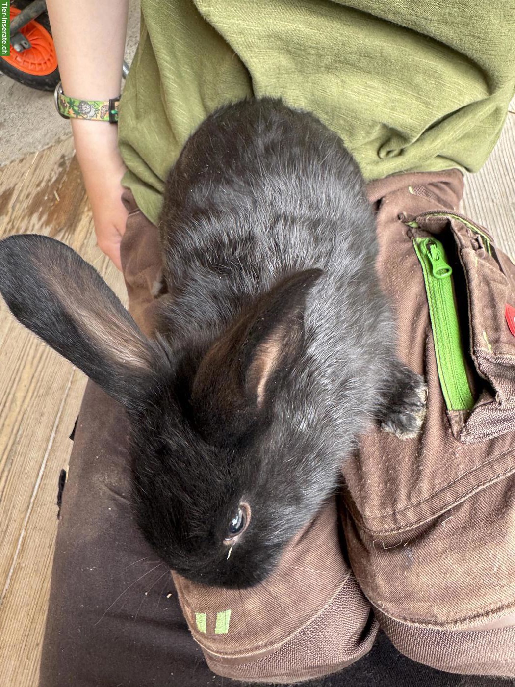Bild 4: Junge Kaninchen zu verkaufen