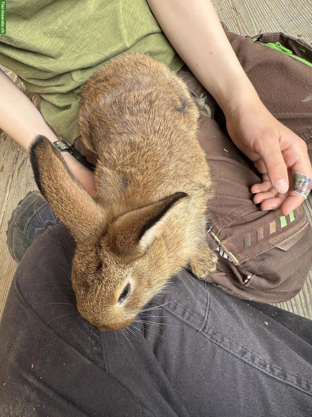 Bild 5: Junge Kaninchen zu verkaufen