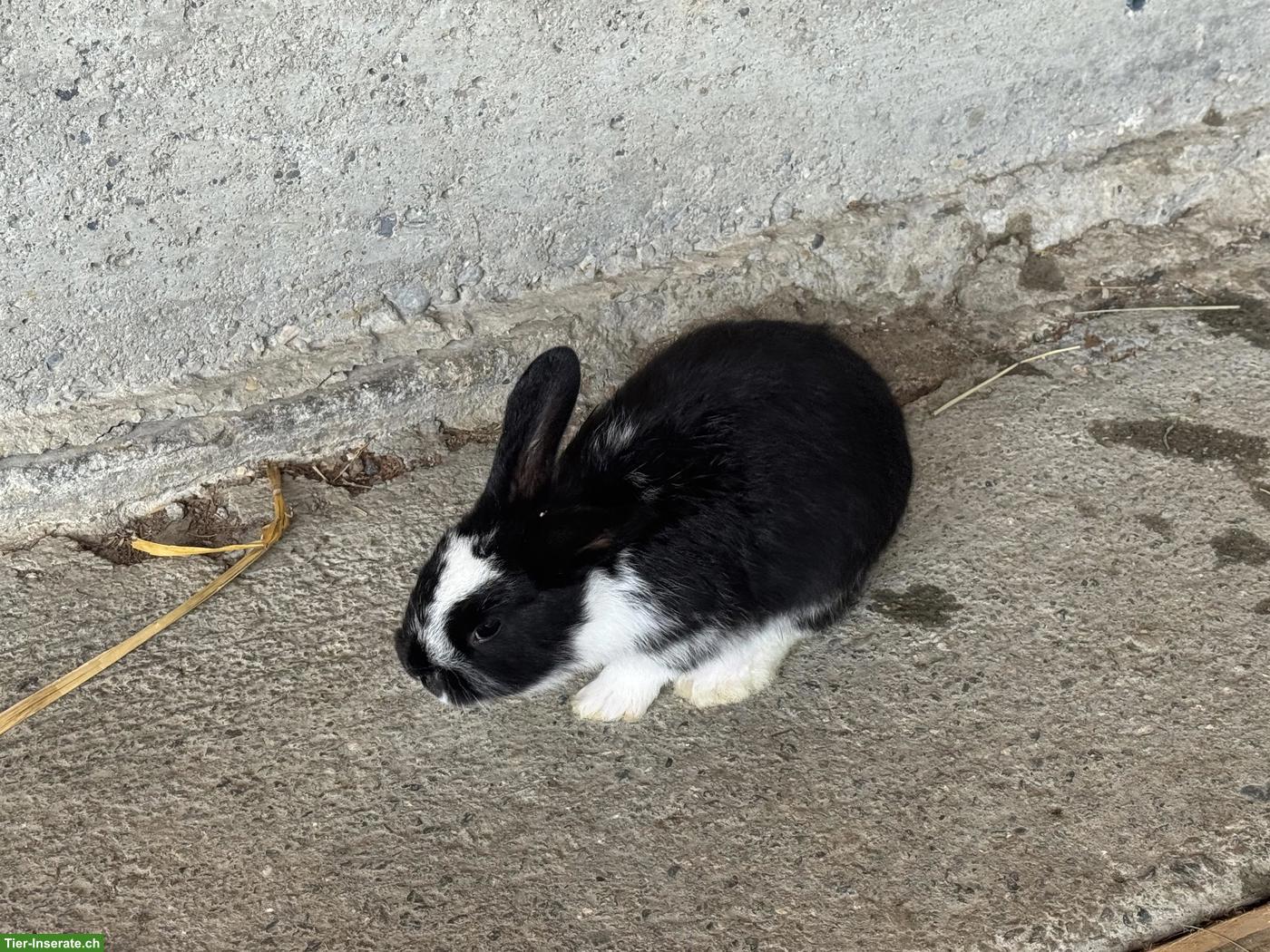 Bild 7: Junge Kaninchen zu verkaufen