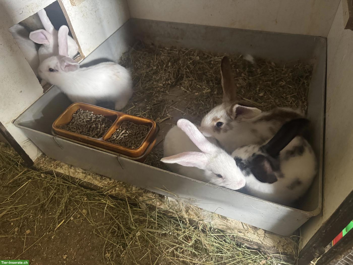 Bild 9: Junge Kaninchen zu verkaufen