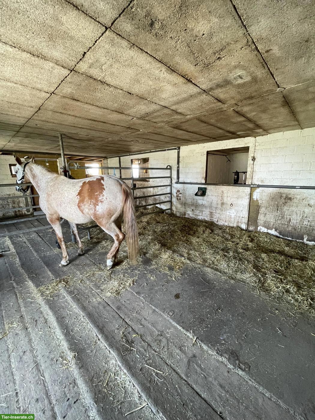 Bild 2: Gruppenbox für Ponys/Shettys, Platz für Fohlen & Senioren