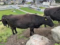 Wagyu Herde zu verkaufen