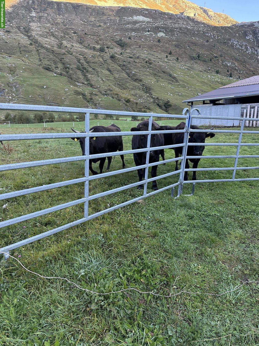 Bild 2: Wagyu Herde zu verkaufen