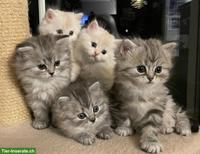 Perser Kitten mit Nase aus liebevoller Aufzucht
