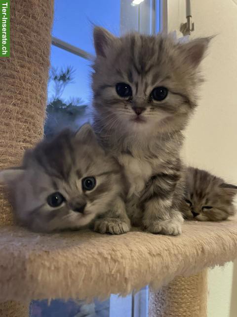 Bild 2: Perser Kitten mit Nase aus liebevoller Aufzucht