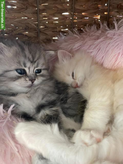 Bild 3: Perser Kitten mit Nase aus liebevoller Aufzucht
