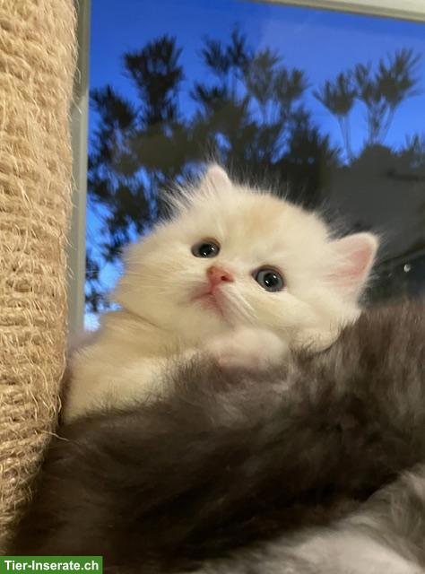 Bild 4: Perser Kitten mit Nase aus liebevoller Aufzucht