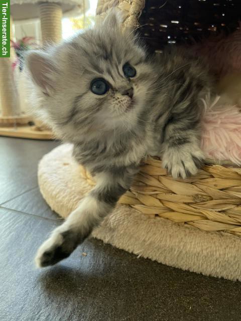 Bild 5: Perser Kitten mit Nase aus liebevoller Aufzucht