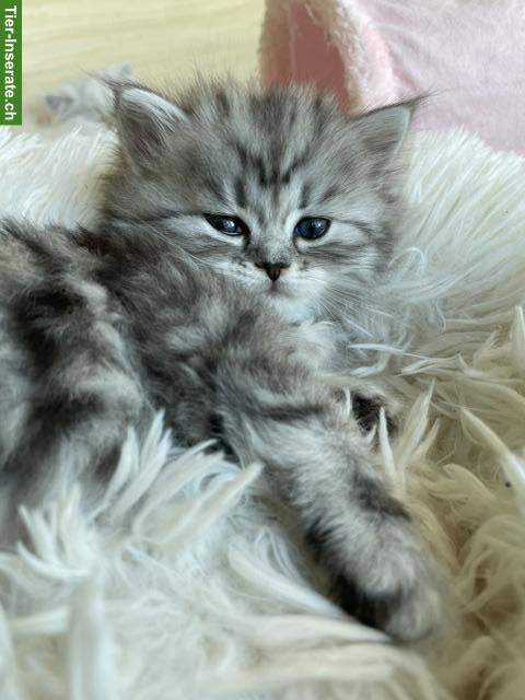 Bild 6: Perser Kitten mit Nase aus liebevoller Aufzucht