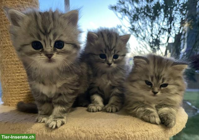 Bild 7: Perser Kitten mit Nase aus liebevoller Aufzucht