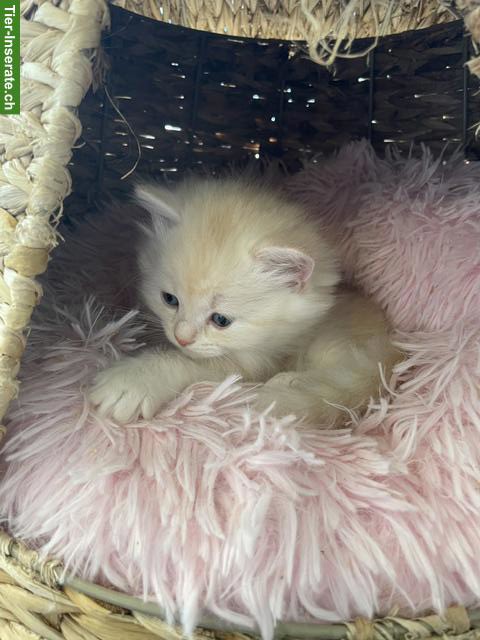 Bild 8: Perser Kitten mit Nase aus liebevoller Aufzucht