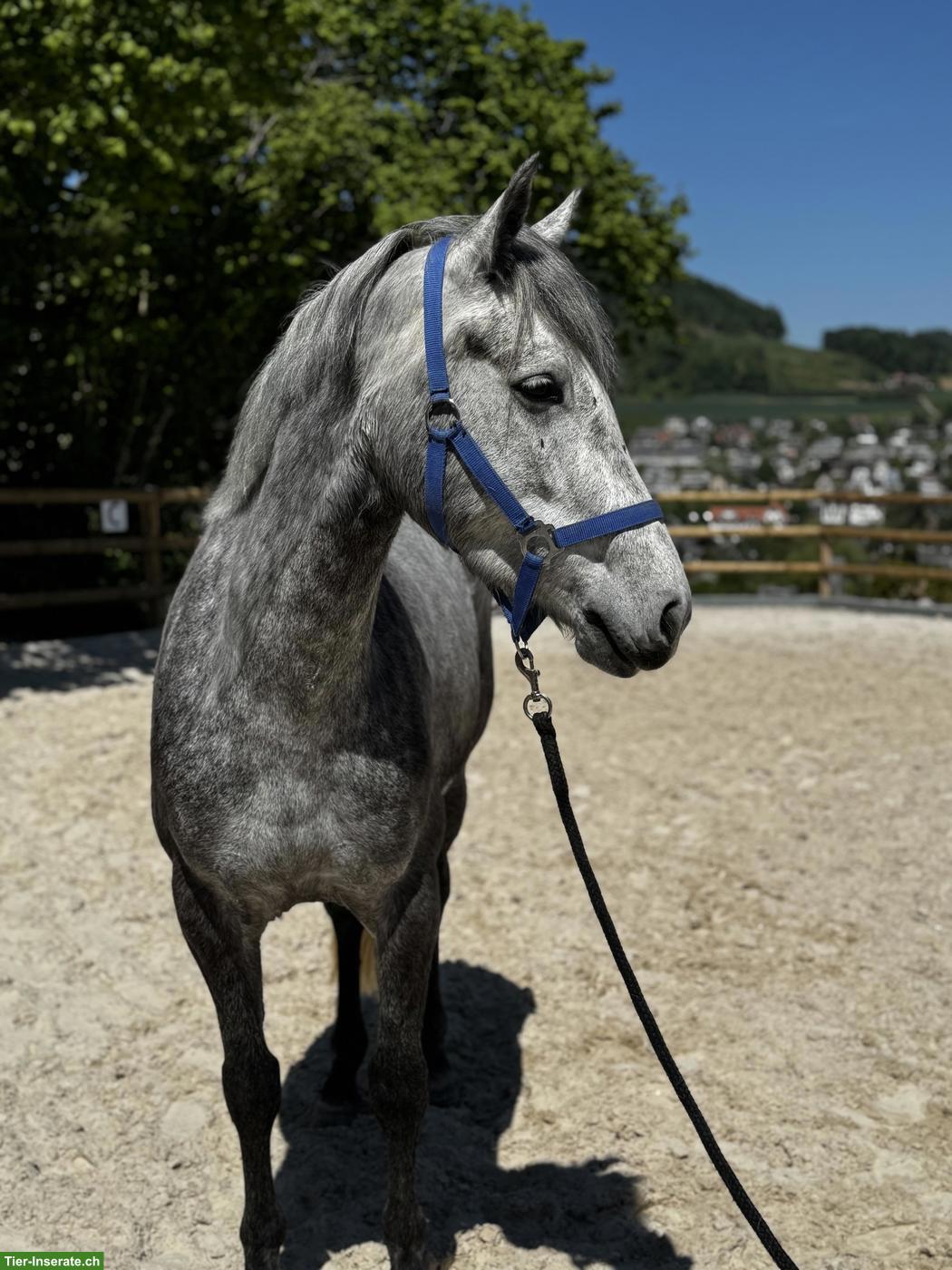 Bild 2: Brave 1.53cm Connemara Stute zu verkaufen