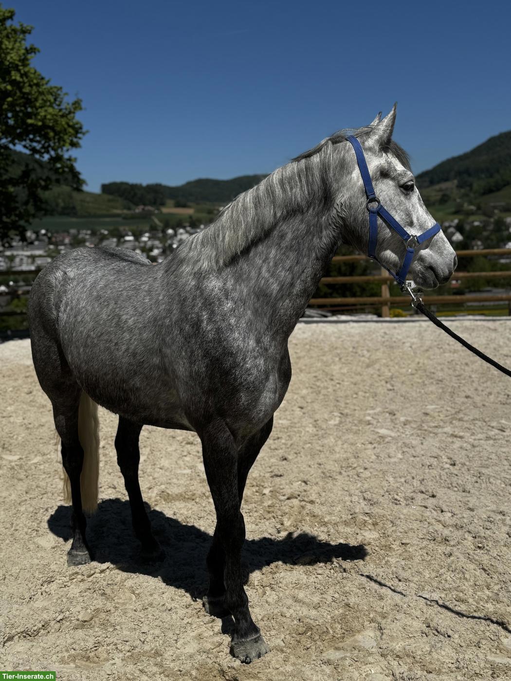 Bild 5: Brave 1.53cm Connemara Stute zu verkaufen