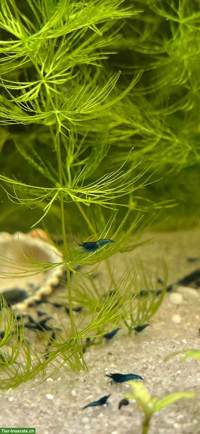 Blue Dream Garnelen (Neocaridina)