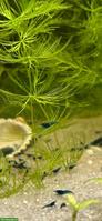 Blue Dream Garnelen (Neocaridina)