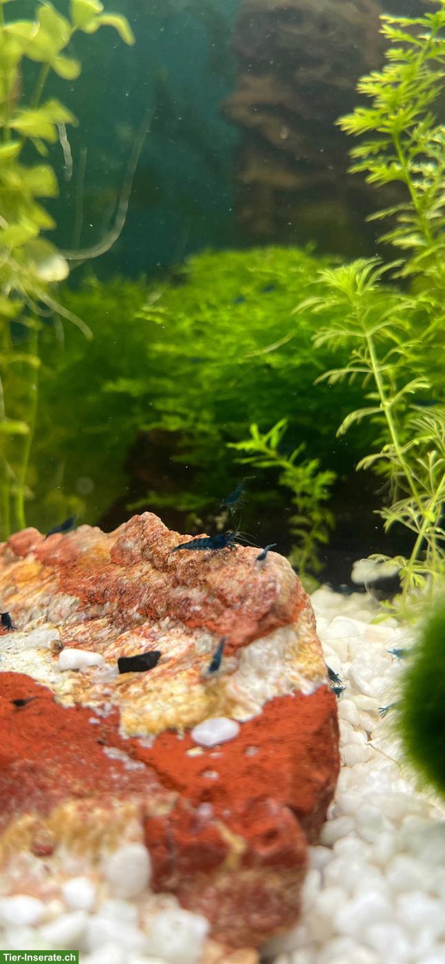 Bild 2: Blue Dream Garnelen (Neocaridina)