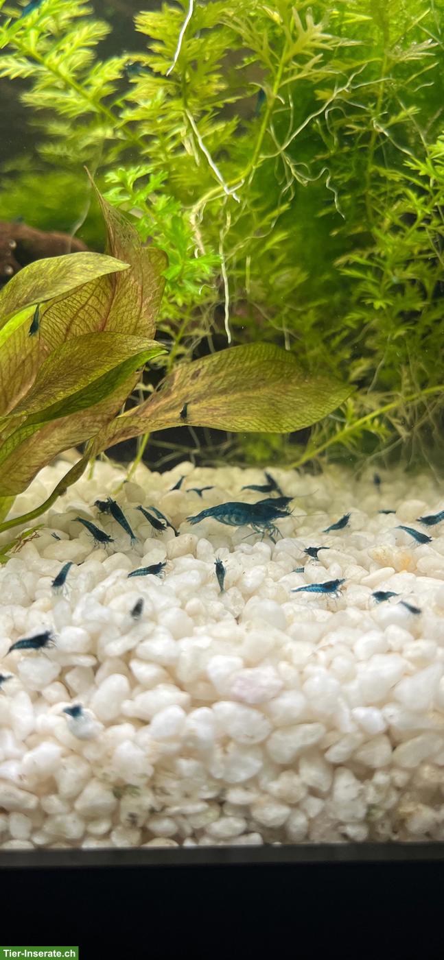 Bild 3: Blue Dream Garnelen (Neocaridina)