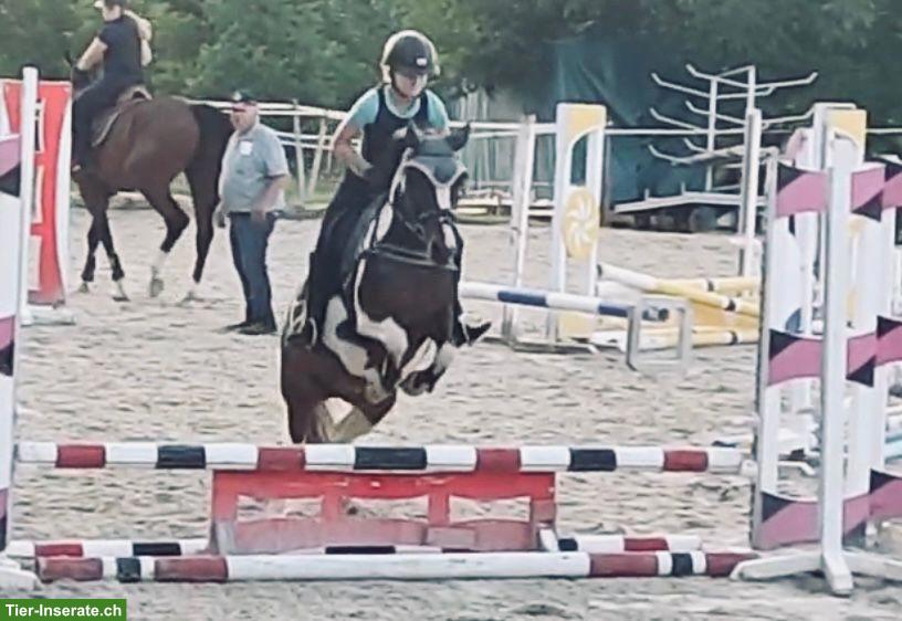 Bild 4: Cooles Freizeitpony Stute zu verkaufen
