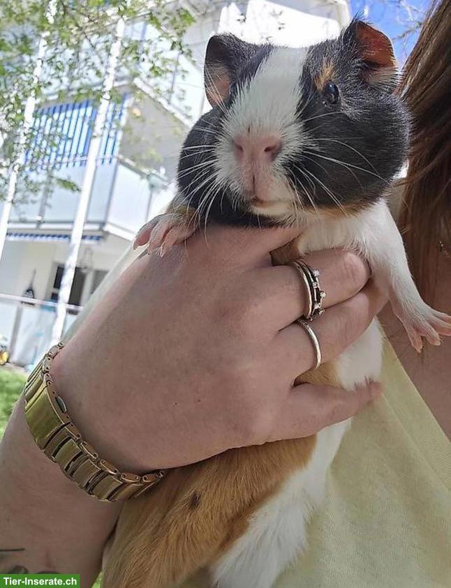 Bild 2: Junges, süsses Meerschweinchen Männchen