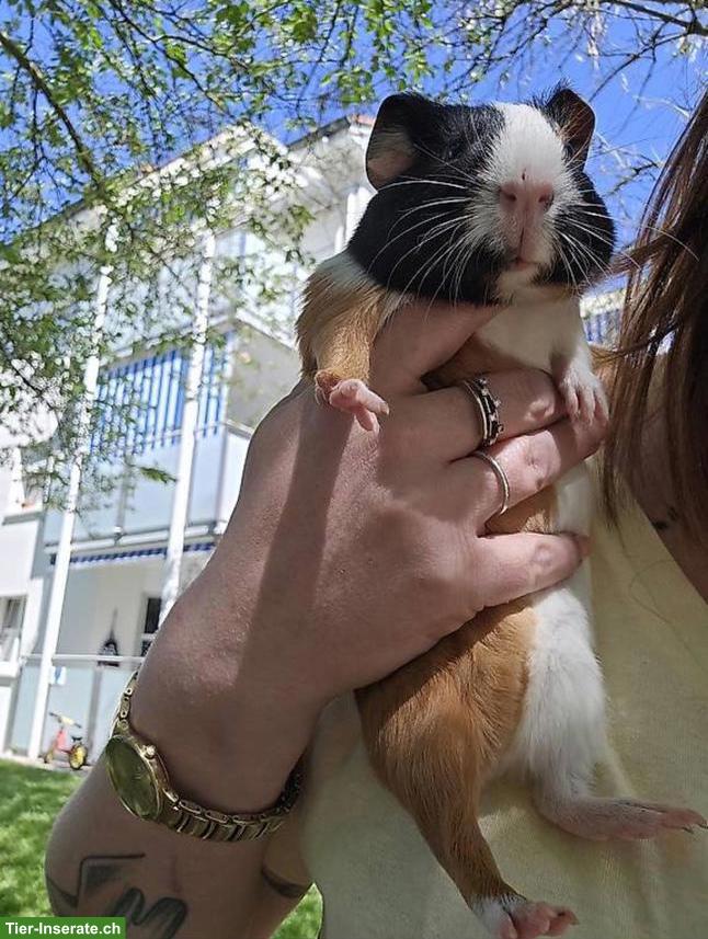 Bild 3: Junges, süsses Meerschweinchen Männchen
