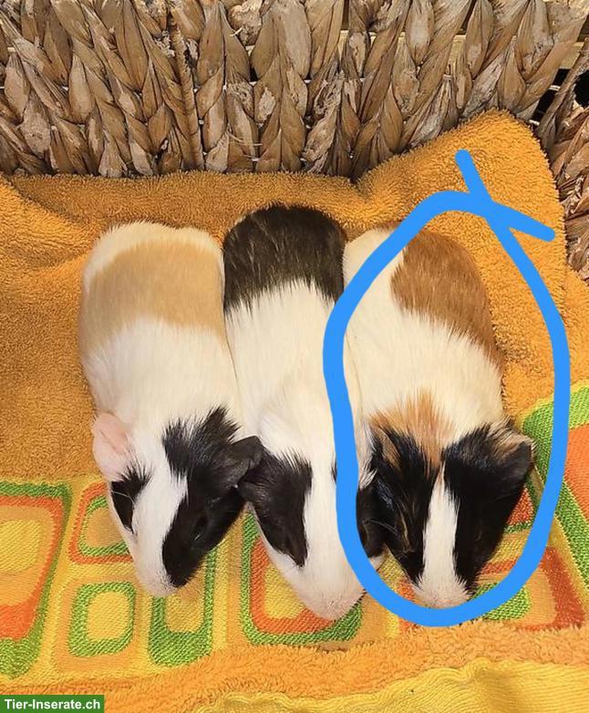 Bild 4: Junges, süsses Meerschweinchen Männchen