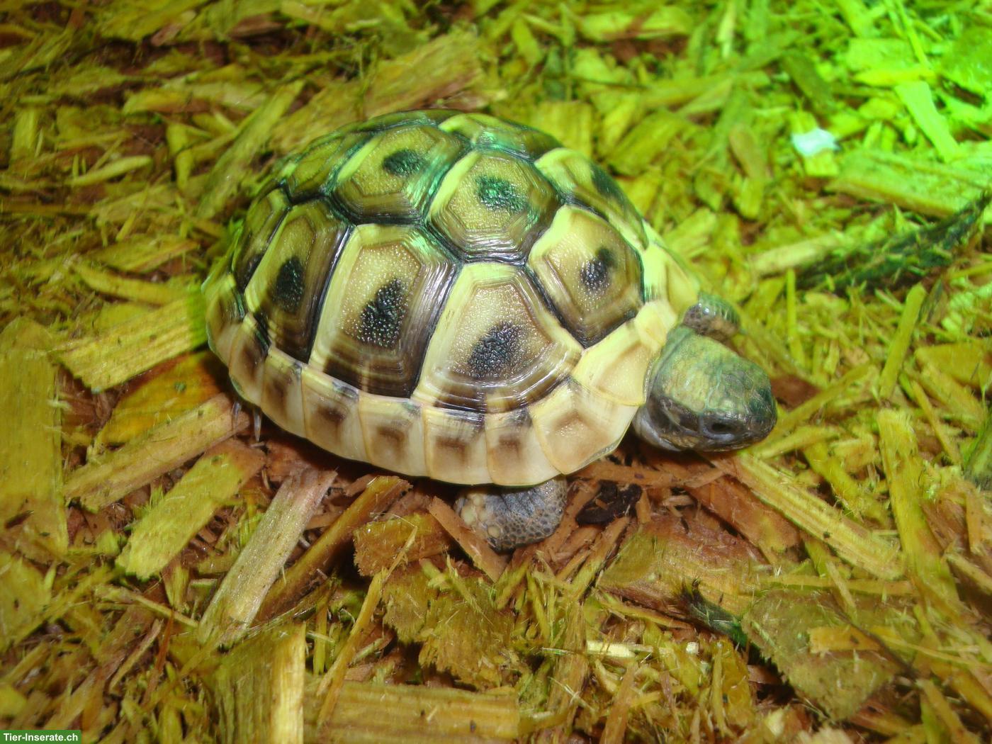 Junge Griechische Landschildkröten zu verkaufen