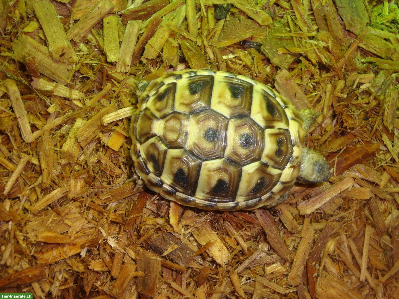 Bild 2: Junge Griechische Landschildkröten zu verkaufen