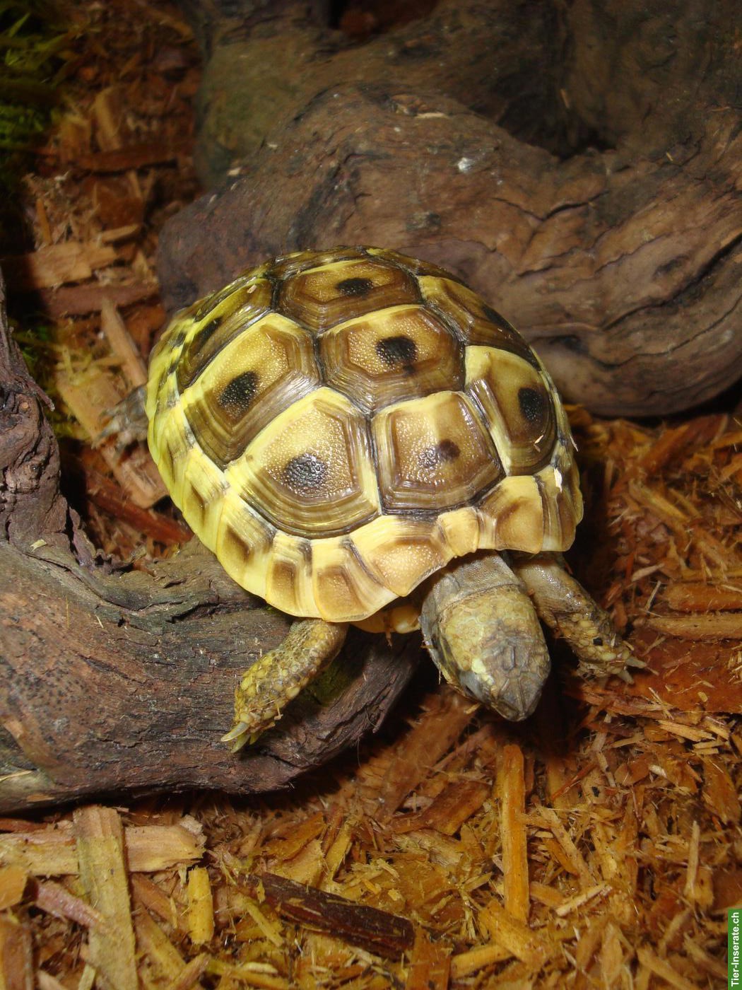 Bild 3: Junge Griechische Landschildkröten zu verkaufen