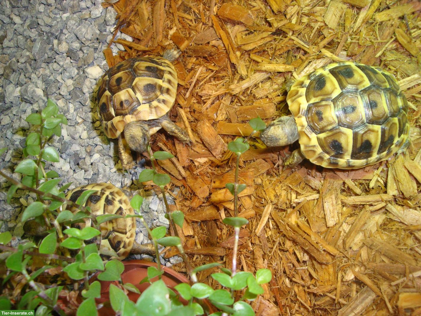 Bild 4: Junge Griechische Landschildkröten zu verkaufen