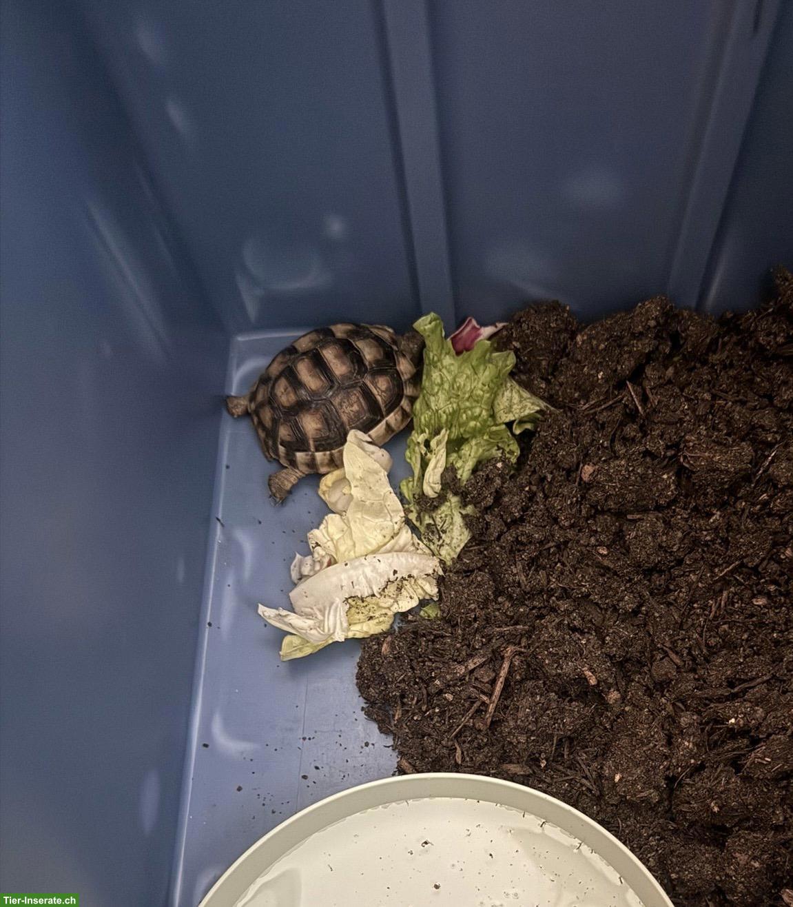 Kleines Findeltier (Schildkröte) sucht Pflegeplatz