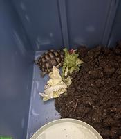 Kleines Findeltier (Schildkröte) sucht Pflegeplatz