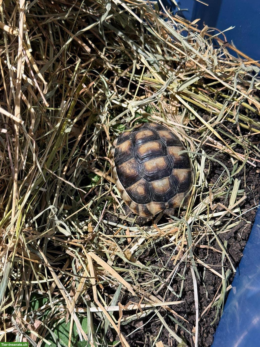 Bild 2: Kleines Findeltier (Schildkröte) sucht Pflegeplatz