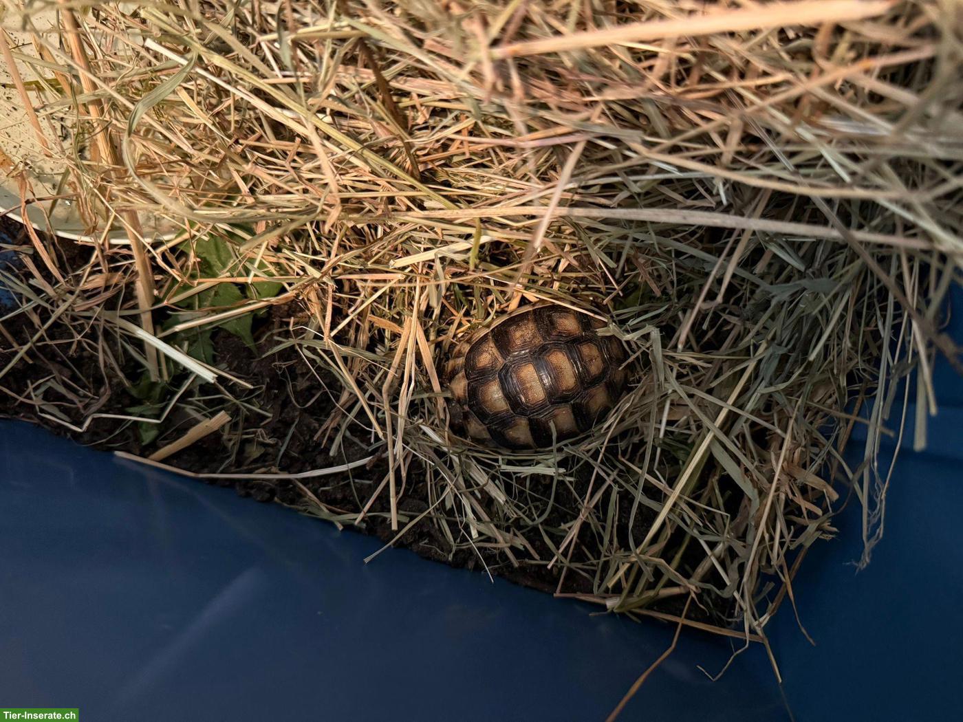 Bild 3: Kleines Findeltier (Schildkröte) sucht Pflegeplatz