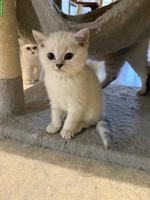 Reinrassige Britisch Kurzhaar Kitten: Nino, Nemo, Nando