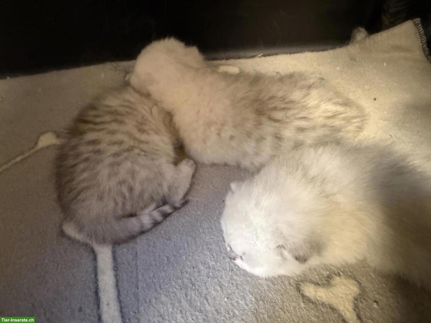 Bild 2: Reinrassige Britisch Kurzhaar Kitten: Nino, Nemo, Nando